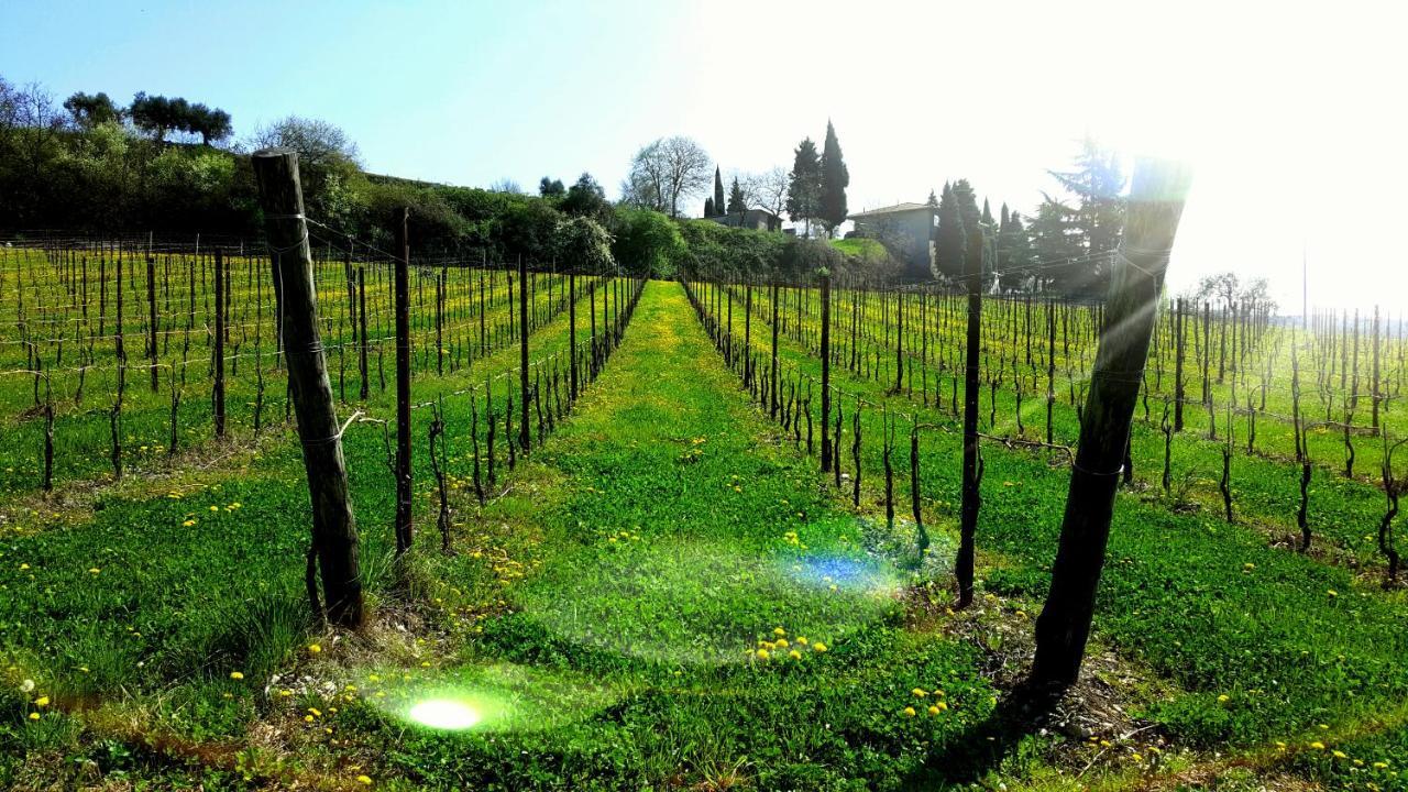 Agriturismo La Guarda Picedo ภายนอก รูปภาพ