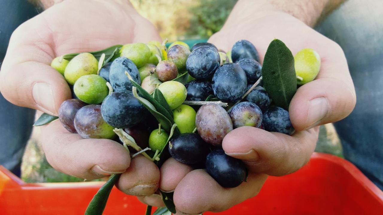 Agriturismo La Guarda Picedo ภายนอก รูปภาพ